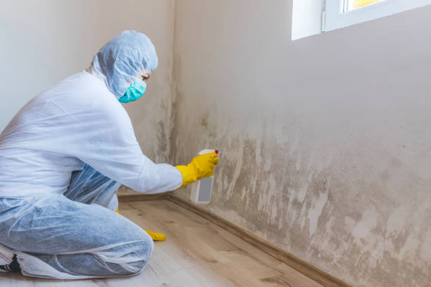 Black mold inspection in Poolesville